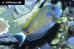 acanthurus fowleri