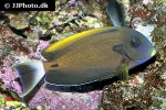 acanthurus fowleri