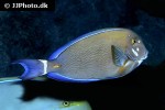 acanthurus gahhm