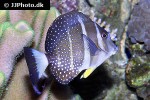 acanthurus guttatus acanthurus guttatus