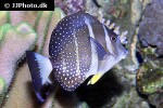 acanthurus guttatus