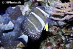 acanthurus guttatus acanthurus guttatus