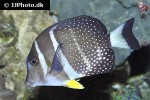 acanthurus guttatus