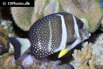 acanthurus guttatus