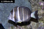 acanthurus guttatus