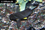 acanthurus guttatus acanthurus guttatus
