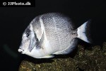 acanthurus guttatus acanthurus guttatus