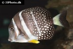 acanthurus guttatus acanthurus guttatus