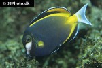 acanthurus japonicus