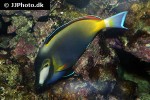 acanthurus japonicus acanthurus japonicus