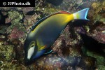 acanthurus japonicus