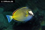 acanthurus japonicus