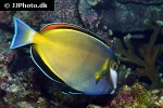 acanthurus japonicus acanthurus japonicus