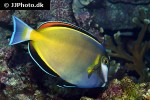 acanthurus japonicus