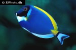 acanthurus leucosternon