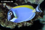 acanthurus leucosternon