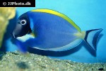 acanthurus leucosternon acanthurus leucosternon