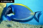 acanthurus leucosternon