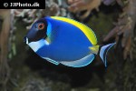 acanthurus leucosternon