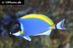 acanthurus leucosternon