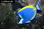 acanthurus leucosternon acanthurus leucosternon