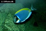 acanthurus leucosternon acanthurus leucosternon