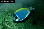 acanthurus leucosternon