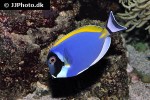 acanthurus leucosternon