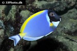 acanthurus leucosternon