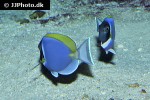 acanthurus leucosternon