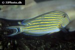 acanthurus lineatus