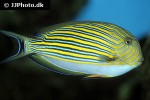 acanthurus lineatus