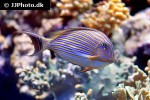 acanthurus lineatus