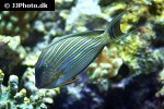 acanthurus lineatus