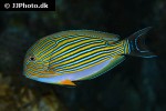 acanthurus lineatus acanthurus lineatus