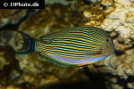 acanthurus lineatus acanthurus lineatus