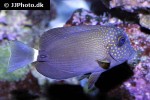 acanthurus maculiceps acanthurus maculiceps
