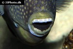acanthurus maculiceps acanthurus maculiceps