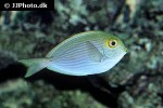 acanthurus mata acanthurus mata