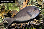 acanthurus mata acanthurus mata