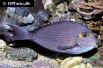 acanthurus mata