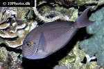 acanthurus mata