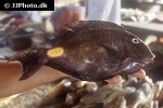 acanthurus monroviae acanthurus monroviae