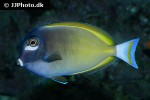 acanthurus nigricans acanthurus nigricans