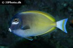 acanthurus nigricans