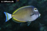 acanthurus nigricans