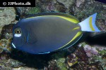 acanthurus nigricans