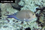 acanthurus nigrofuscus