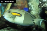 acanthurus olivaceus acanthurus olivaceus