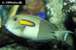 acanthurus olivaceus